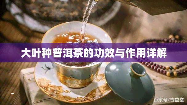 大叶种普洱茶的功效与作用详解