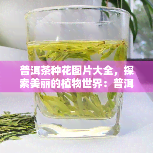 普洱茶种花图片大全，探索美丽的植物世界：普洱茶种花图片大全