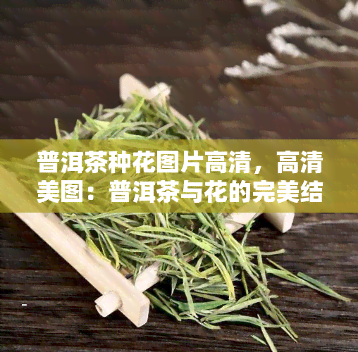 普洱茶种花图片高清，高清美图：普洱茶与花的完美结合，让你一饱眼福！