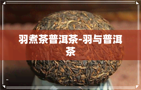 羽煮茶普洱茶-羽与普洱茶