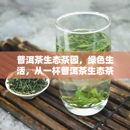 普洱茶生态茶园，绿色生活，从一杯普洱茶生态茶园开始