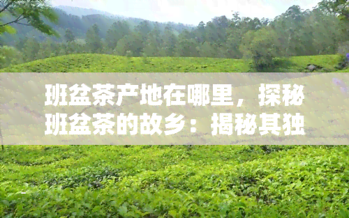 班盆茶产地在哪里，探秘班盆茶的故乡：揭秘其独特产地