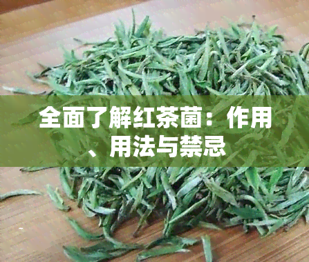 全面了解红茶菌：作用、用法与禁忌