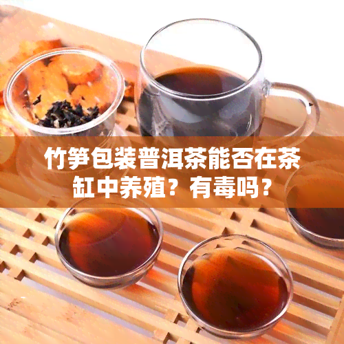 竹笋包装普洱茶能否在茶缸中养殖？有吗？