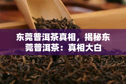 东莞普洱茶真相，揭秘东莞普洱茶：真相大白