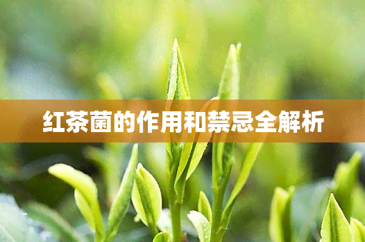 红茶菌的作用和禁忌全解析