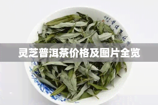 灵芝普洱茶价格及图片全览