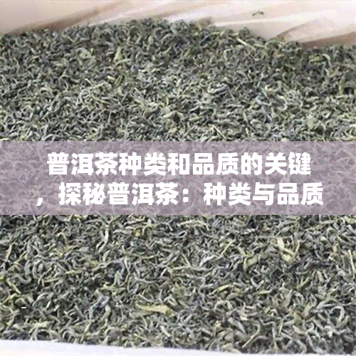 普洱茶种类和品质的关键，探秘普洱茶：种类与品质的关键因素