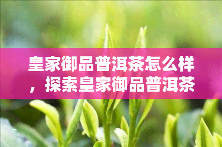 皇家御品普洱茶怎么样，探索皇家御品普洱茶的魅力：一次独特的品茗体验