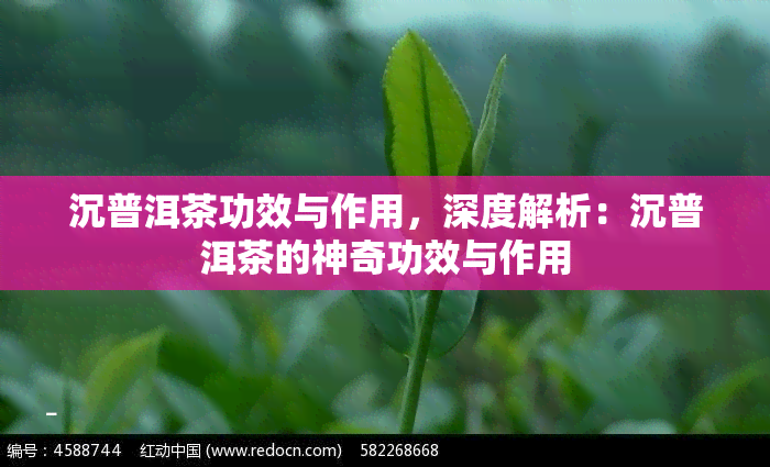 沉普洱茶功效与作用，深度解析：沉普洱茶的神奇功效与作用