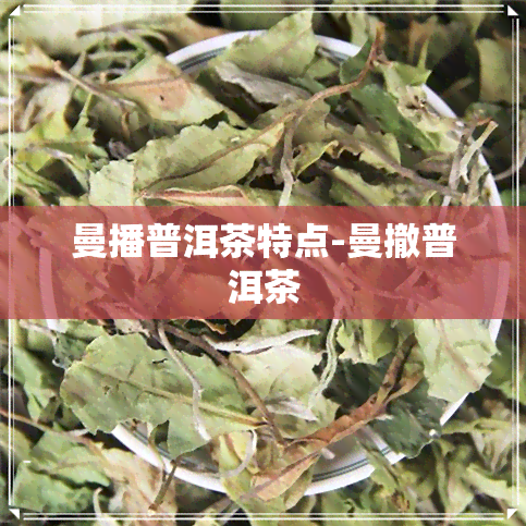 曼播普洱茶特点-曼撤普洱茶