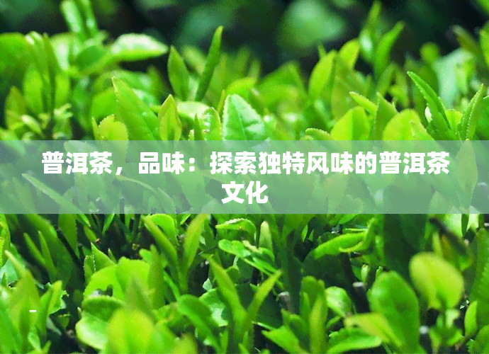 普洱茶，品味：探索独特风味的普洱茶文化