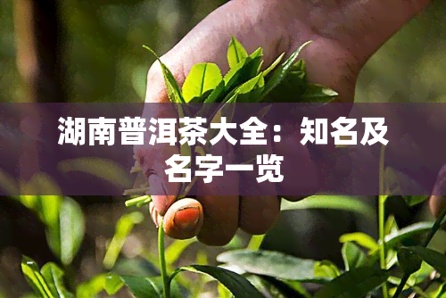 湖南普洱茶大全：知名及名字一览