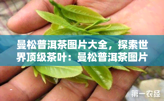 曼松普洱茶图片大全，探索世界顶级茶叶：曼松普洱茶图片大全