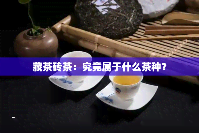 藏茶砖茶：究竟属于什么茶种？