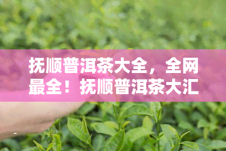 抚顺普洱茶大全，全网最全！抚顺普洱茶大汇总