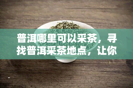 普洱哪里可以采茶，寻找普洱采茶地点，让你品尝最纯正的普洱茶！