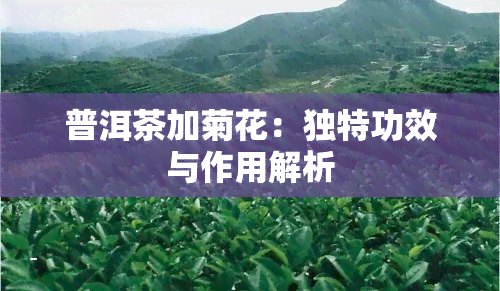 普洱茶加菊花：独特功效与作用解析