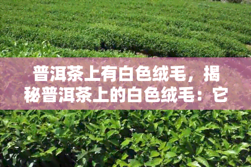 普洱茶上有白色绒毛，揭秘普洱茶上的白色绒毛：它的来源和作用