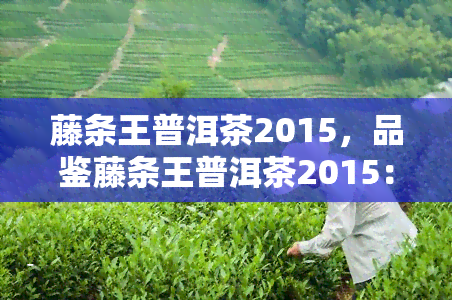 藤条王普洱茶2015，品鉴藤条王普洱茶2015：口感醇厚，回味悠长