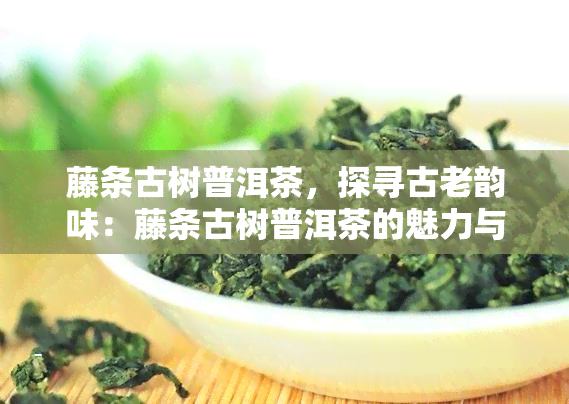 藤条古树普洱茶，探寻古老韵味：藤条古树普洱茶的魅力与故事