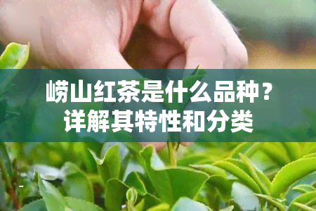 崂山红茶是什么品种？详解其特性和分类