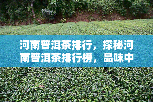 河南普洱茶排行，探秘河南普洱茶排行榜，品味中原茶香的顶级选择