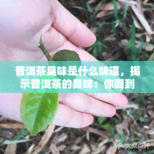 普洱茶臭味是什么味道，揭示普洱茶的臭味：你闻到的是什么味道？