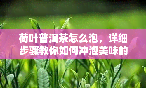 荷叶普洱茶怎么泡，详细步骤教你如何冲泡美味的荷叶普洱茶