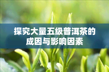 探究大量五级普洱茶的成因与影响因素