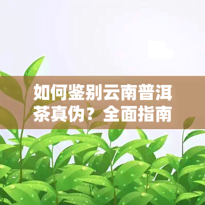 如何鉴别云南普洱茶真伪？全面指南！