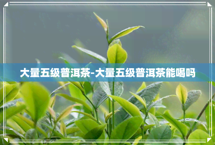 大量五级普洱茶-大量五级普洱茶能喝吗