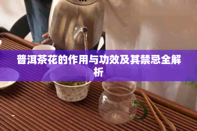 普洱茶花的作用与功效及其禁忌全解析