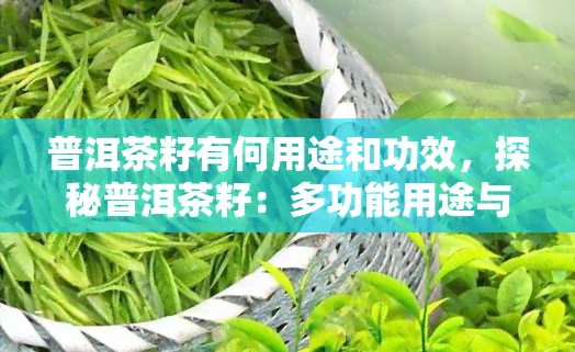 普洱茶籽有何用途和功效，探秘普洱茶籽：多功能用途与神奇功效