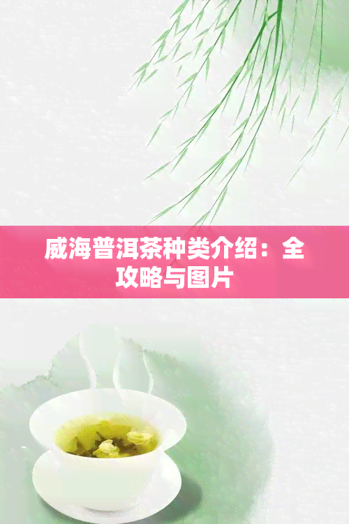 威海普洱茶种类介绍：全攻略与图片