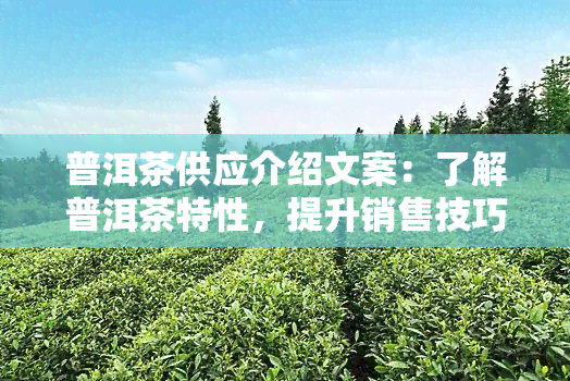 普洱茶供应介绍文案：了解普洱茶特性，提升销售技巧