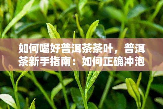 如何喝好普洱茶茶叶，普洱茶新手指南：如何正确冲泡和品尝美味的普洱茶？