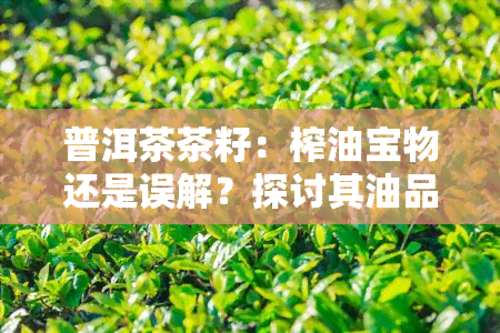 普洱茶茶籽：榨油宝物还是误解？探讨其油品特性与用途