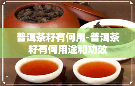 普洱茶籽有何用-普洱茶籽有何用途和功效