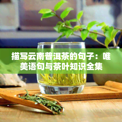 描写云南普洱茶的句子：唯美语句与茶叶知识全集