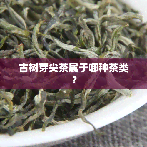 古树芽尖茶属于哪种茶类？