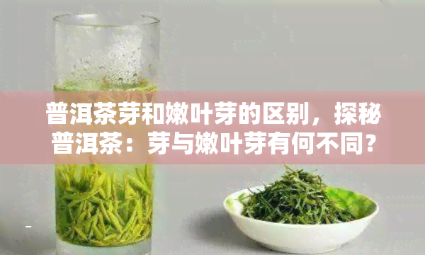 普洱茶芽和嫩叶芽的区别，探秘普洱茶：芽与嫩叶芽有何不同？