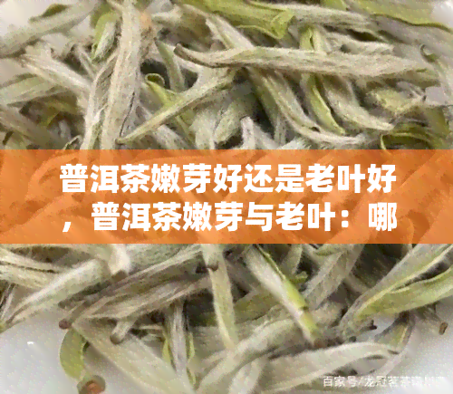 普洱茶嫩芽好还是老叶好，普洱茶嫩芽与老叶：哪个更好？