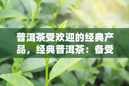 普洱茶受欢迎的经典产品，经典普洱茶：备受喜爱的茶品选择