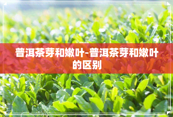 普洱茶芽和嫩叶-普洱茶芽和嫩叶的区别