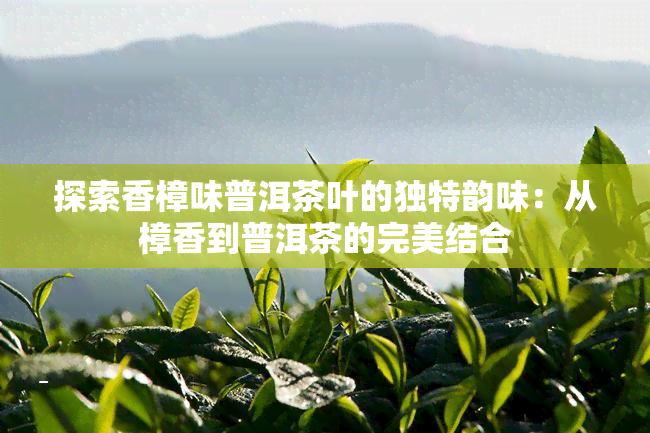 探索香樟味普洱茶叶的独特韵味：从樟香到普洱茶的完美结合