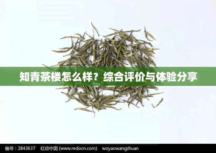 知青茶楼怎么样？综合评价与体验分享