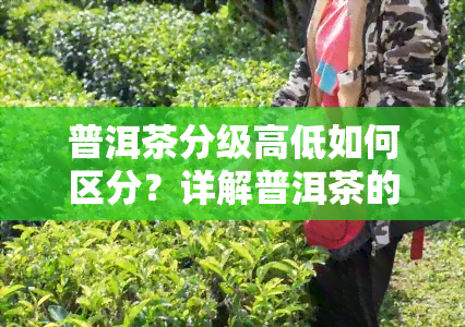 普洱茶分级高低如何区分？详解普洱茶的级别分类方法