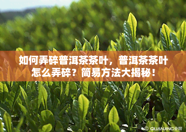 如何弄碎普洱茶茶叶，普洱茶茶叶怎么弄碎？简易方法大揭秘！