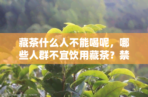 藏茶什么人不能喝呢，哪些人群不宜饮用藏茶？禁忌与注意事解析